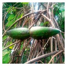 Image result for Parquetina calophylla