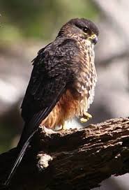 Birds Of Prey Pictures And Names New Zealand Falcon Wikipedia The Free Encyclopedia Birds Of Prey Pet Birds Birds