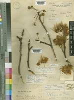 Image result for Albizia tanganyicensis