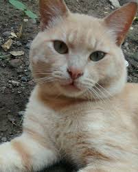 Pin By Selda Kursun On My Love For Cats Cats Animals Meows