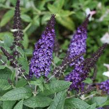 We cut it back to about 12 annually in late winter, and black knight has a wonderfull colour.a very warm and dark purple (you can call it purple black with a red glow in it) with a dark orange eye. Pugster Blue Butterfly Bush Buddleia X Proven Winners