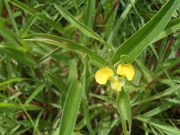 Image result for Commelina africana