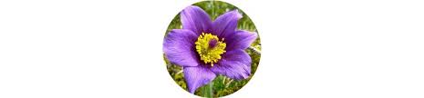 Types of purple flowers with names and pictures. 62 Types Of Purple Flowers