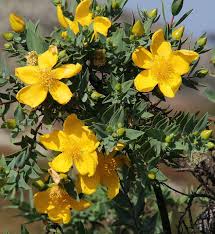 Image result for Cephalocroton