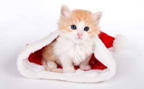 Cute Cats Wallpapers Wallpaper Cave