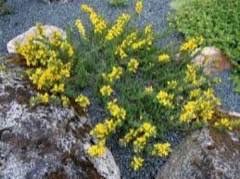 Image result for Heterotis decumbens