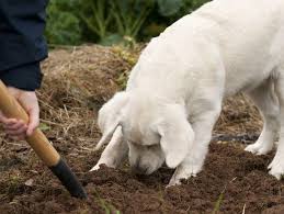 Gefahren Im Garten Diese Substanzen Sind Giftig Fur Hunde