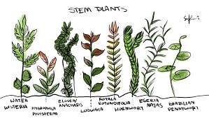 Simple Yet Effective Id Of Aquatic Plants Stem Plants Aquarium Algae Freshwater Plants Aquascape