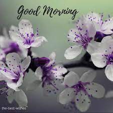 Your good morning images are very nice, i like it very much. 200 Beautiful Good Morning Wishes With Flowers Best Hd Images