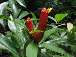 Image result for Costus subbiflorus