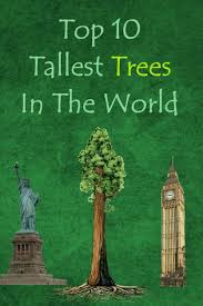 It is one of the three skyscrapers in shanghai that are. Top 10 Tallest Highest Trees In The World Us Or California