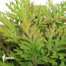 Image result for Selaginella molliceps