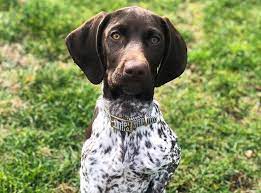 Check spelling or type a new query. German Shorthaired Pointer Breed Info Guide Quirks Pictures Personality Facts Barkpost
