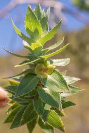 Image result for Cliffortia