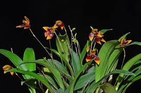 Image result for Bulbophyllum cochleatum