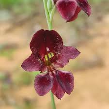 Image result for Gladiolus trichonemifolius