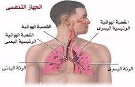 Our lung helpline is staffed by registered nurses and respiratory therapists ready to help answer your questions about pulmonary fibrosis. Ù…Ø§ Ù…Ø¹Ù†ÙŠ ÙƒÙ„Ù…Ø© Lung Cancer Ø¨Ø§Ù„Ø¹Ø±Ø¨ÙŠ