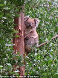The ultimate coffee experience 2020. Koala Clings On For Life While Loggers Cut Down Trees At Australian Bluegum Plantation Daily Mail Online