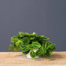 Image result for maranta