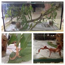Living Things And Their Needs Little Lifelong Learners Stick Insect Class Pet Insect Activities