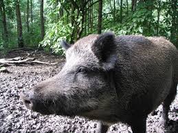 Unduh dan gunakan 10.000+ foto stok babi hutan secara gratis. Babi Hutan Wikipedia Bahasa Melayu Ensiklopedia Bebas