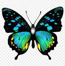 Butterflies and moths have been growing together to make a family of insects called lepidoptera. Download Blue Colorful Butterfly Clipart Png Photo Toppng