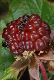 Image result for Maerua descampsii