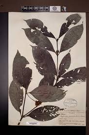 Image result for Psychotria peduncularis