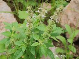 Image result for Ocimum americanum