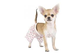 Descent to the final scrotal position should be completed by two months of age. Cryptorchidism In Dogs What It Is What It Means And What You Should Do