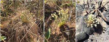 Image result for Bulbostylis megastachys