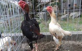 Jenis Ayam Shamo Ori Jepang Jepang Abad Ke 16