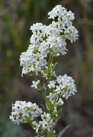 Image result for Galium