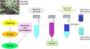 Image result for Burnatia enneandra