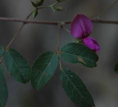 Image result for Galactia