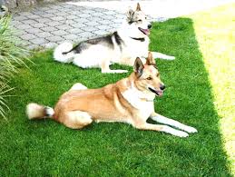 Image result for západosibiřská lajka