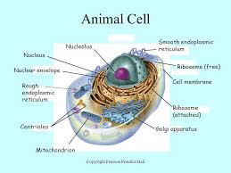 We did not find results for: Cell Organelles Ribosome Attached Nucleolus Ribosome Free Nucleus Ppt Video Online Download