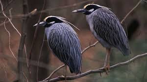 Birds That Start With A Vowel Backyard Bird Count Begins February 17 Human World Earthsky Great Backyard Bird Count Backyard Birds Day Trips In Virginia
