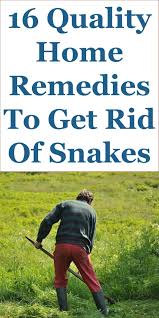 16 Home Remedies Snake Repellents To Get Rid Of Snakes In 2020 Snake Repellant Keep Snakes Away Garden Snakes