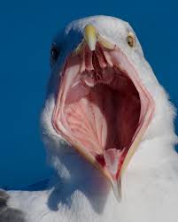 🔥 the inside of a gull's mouth : r/NatureIsFuckingLit