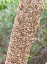 Image result for Ozoroa gomesiana