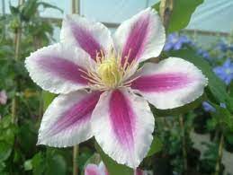 Check spelling or type a new query. Clematis Pink And White Striped Taylors Clematis