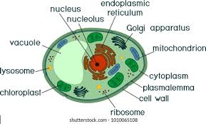 Check spelling or type a new query. Plant Cell Structure Titles Stock Vector Royalty Free 1010065108