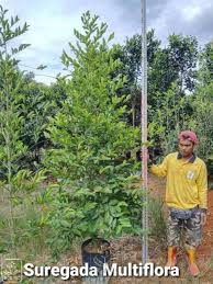 Image result for Suregada