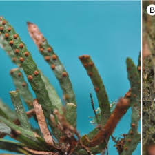 Image result for Grammitis cryptophlebia