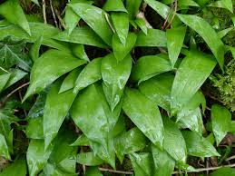 Image result for Allium ursinum