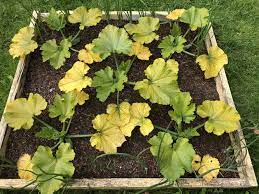 Pin On Gardening