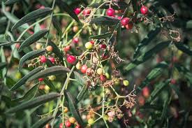 Image result for Schinus molle