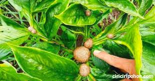 Salah satu manfaatnya adalah tanaman porang menjadi bahan alami. Mengenal Pupuk Pohon Porang Dan Manfaatnya Bagi Proses Budidaya Ciriciripohon Com