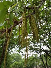 Image result for Carya illinoinensis